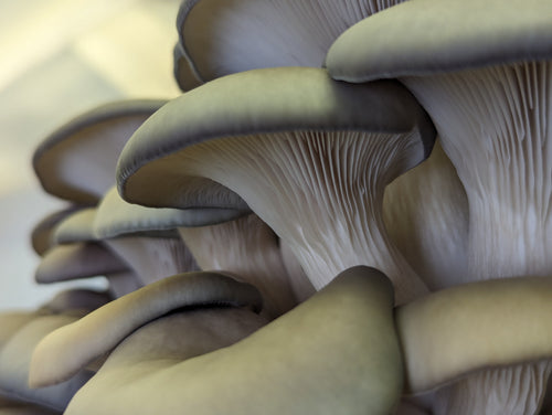 Mushrooms - Blue Oyster (200 g)