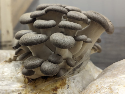 Mushrooms - Black King Oyster (200g)