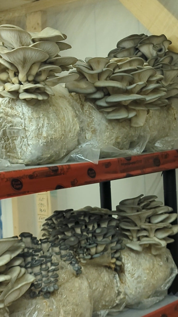mushroom　0324 12