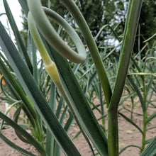 Load image into Gallery viewer, Sold Out! Fresh Organic Garlic Scapes (lbs) - COMING SOON