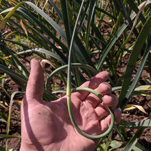 Load image into Gallery viewer, Sold Out! Fresh Organic Garlic Scapes (lbs) - COMING SOON