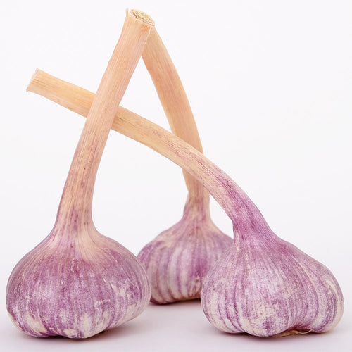 Sold Out! Organic Garlic Bulbs by the LBS - Yugoslavian Red - COMING SOON