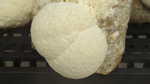 Mushroom Grow Kit - Lion's Mane